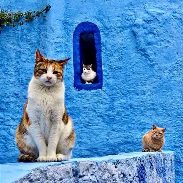 ternuras (@i_misha_i) on Twitter photo 