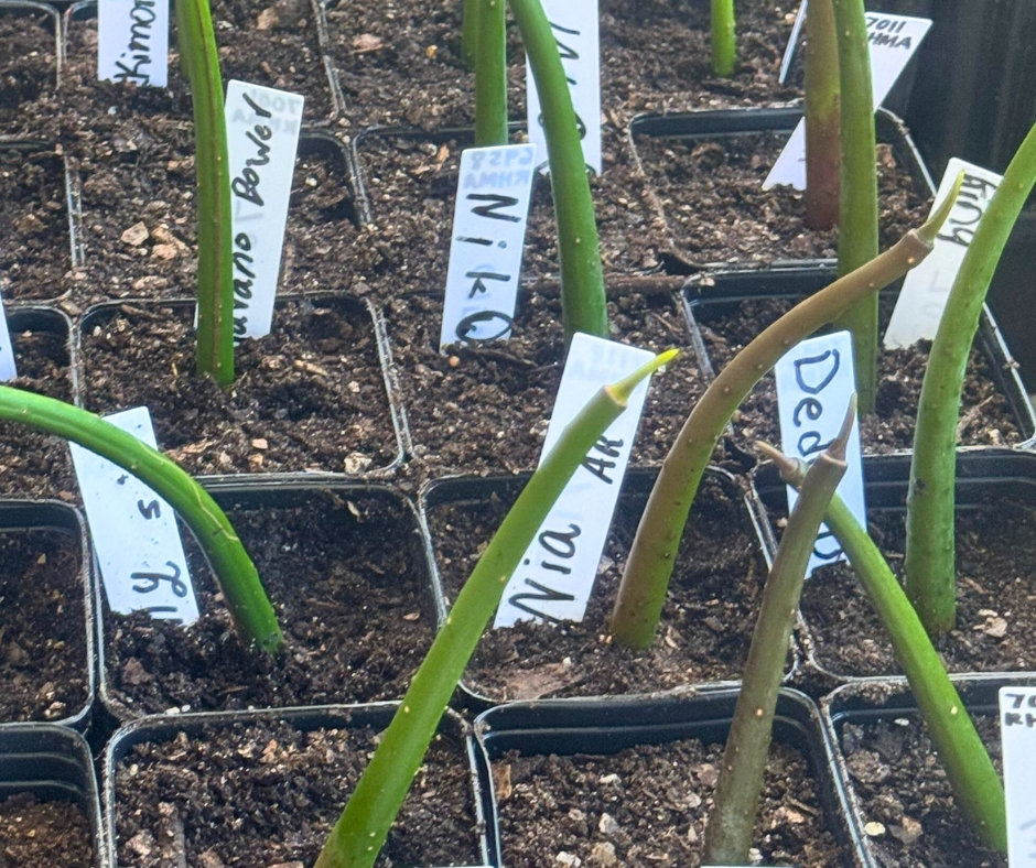 FloridaSeaGrant's tweet image. Coral Week USVI brought together the community in a shared mission: to raise awareness about coral reef conservation. 🪸🌊 Florida Sea Grant Coral Rescue Coordinator Noel Carrera led free tours for St. Thomas residents to their local reefs to foster deeper connections with…