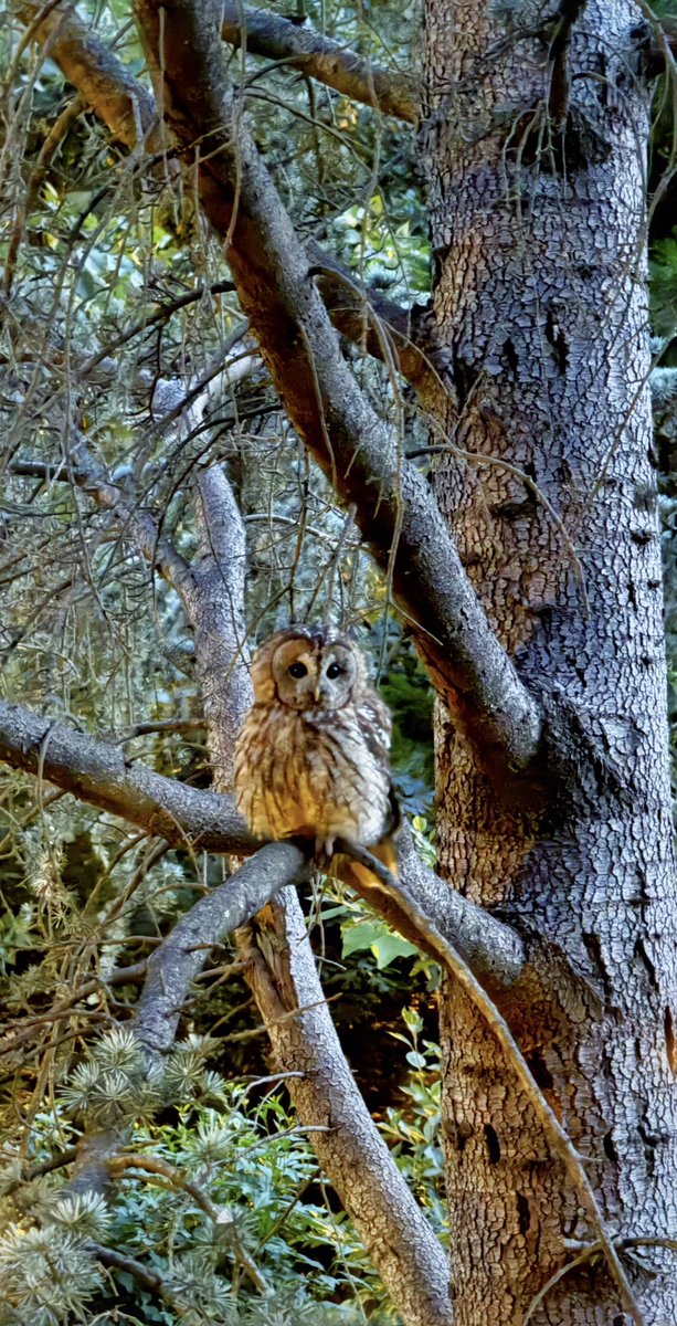 Her gün burada :) Baykuş görmek isteyen? 
(Alaca Baykuş - orman türü)
