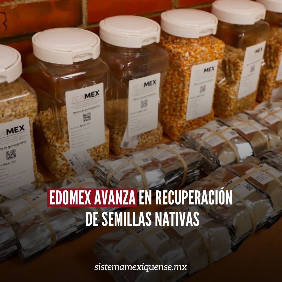 MexiquenseTV's tweet photo. 🌽 El #Edomex recibió 41 nuevas variedades de #MaízNativo del Centro Internacional de Mejoramiento de Maíz y Trigo para conservar su diversidad genética y fortalecer la soberanía alimentaria

Estas semillas serán resguardadas y reproducidas por el #ICAMEX en su lugar de origen 

ℹ️ https://t.co/nRYWJ15w6Z