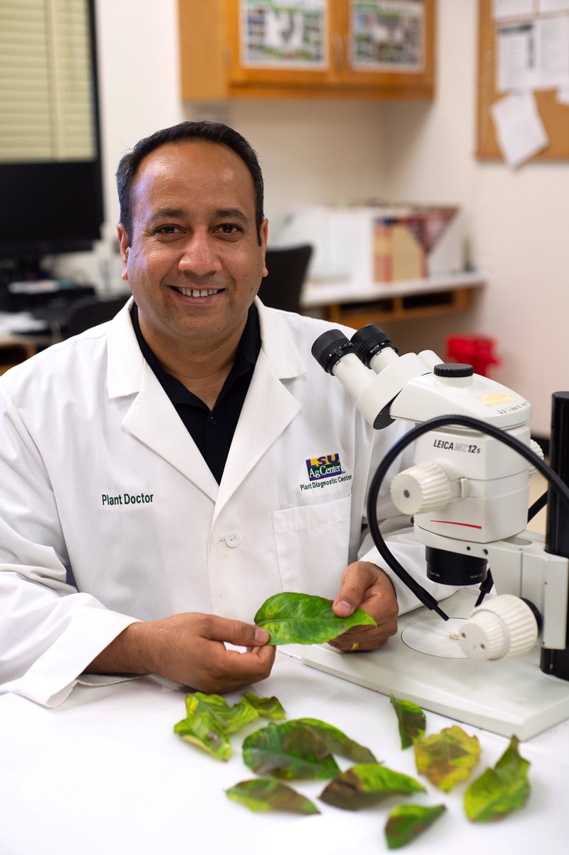 LSUAgCenter's tweet image. Is your plant suffering from a disease or insect issue? The LSU AgCenter Plant Diagnostic Center diagnoses plant samples at a charge of $20 per sample.
Learn more: tinyurl.com/PlantDiagnosti…