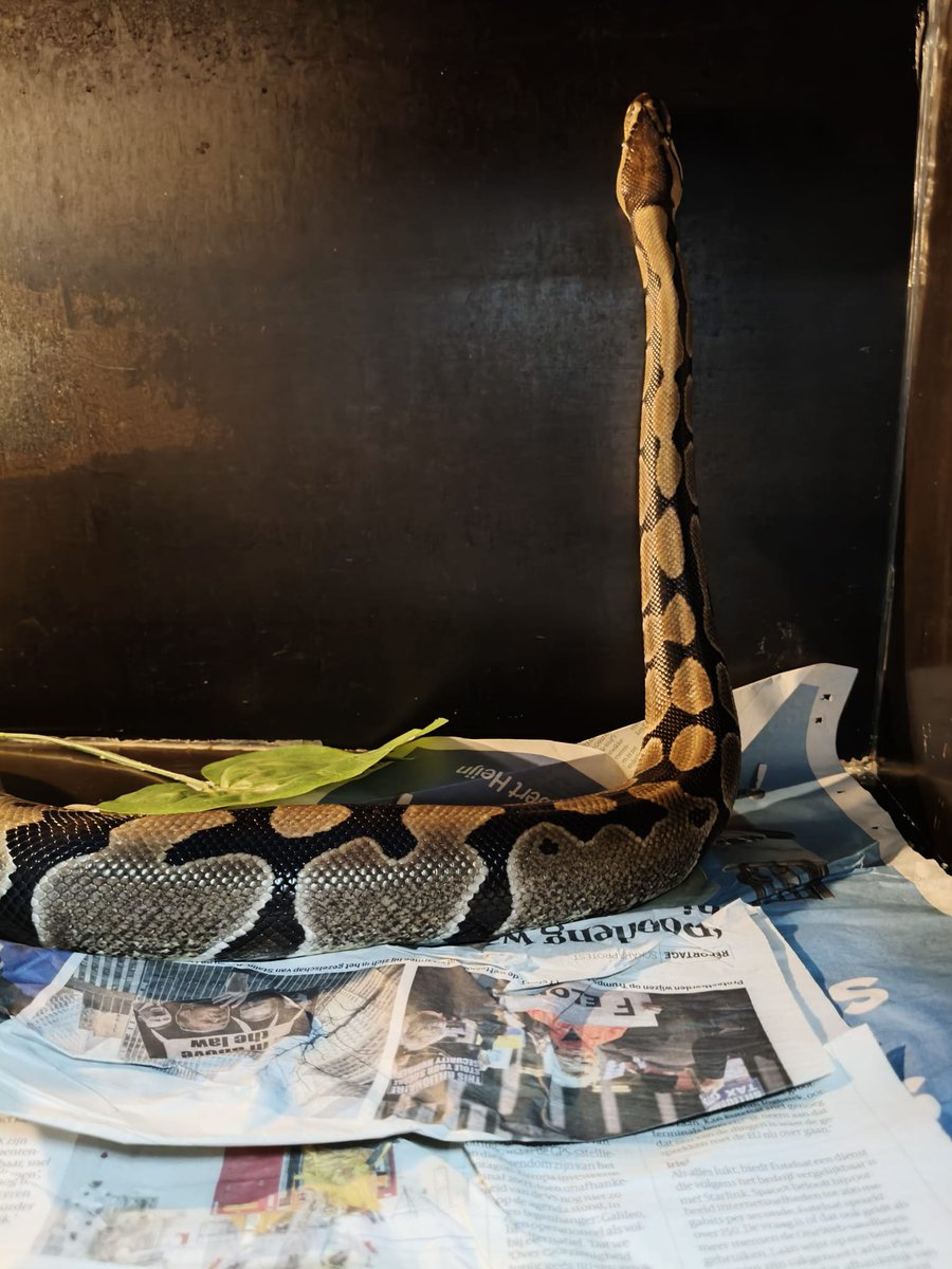 112animal's tweet image. Deze #koningspython hebben wij in mei bij een huisontruiming opgehaald en afgesproken met de eigenaar dat hij 30 dagen de tijd heeft om het dier weer op te halen. Met wat extra respijt hoopten we dat de eigenaar alsnog zou komen, maar helaas...
Het dier is nu eigendom van de…