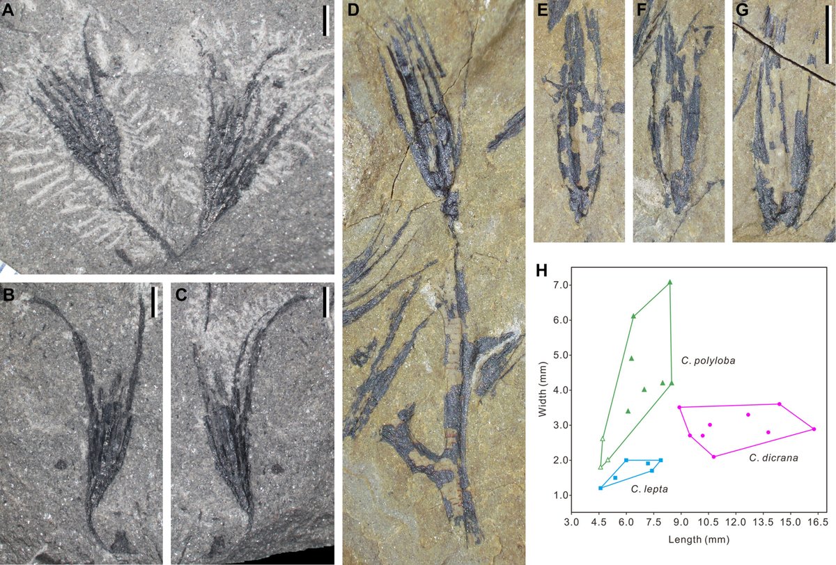 JournalSysEvo's tweet image. The study of Late Devonian #ovules and #seeds is crucial for understanding #evolution of seed #plants. Here, Liu et al. follow some "prickly" clues to describe two new species of Late Devonian Cosmosperma!
doi.org/10.1111/jse.13… @WileyEcolEvol #PlantSci #evolution #JSE