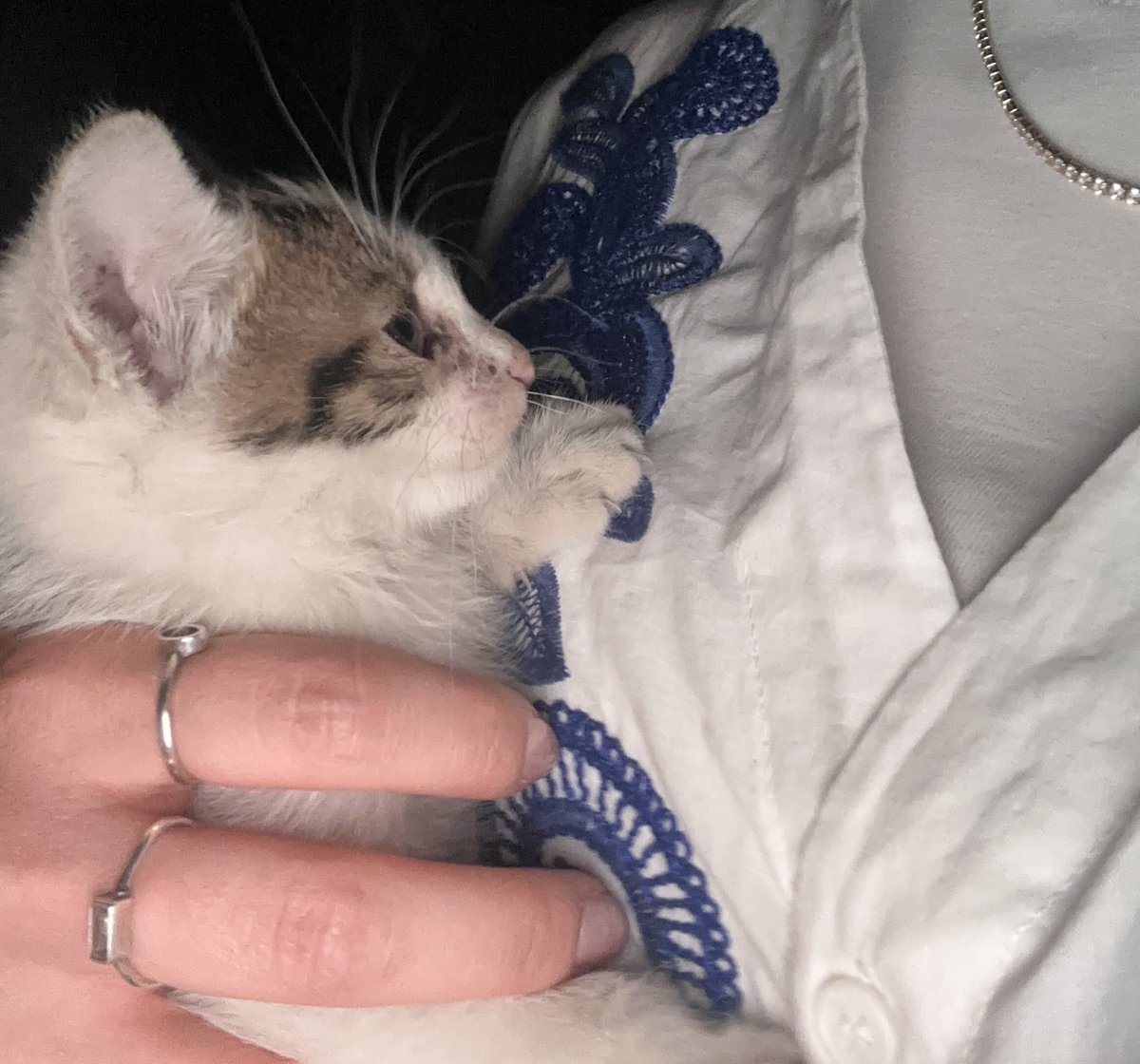 Bu böcek yüzünden 4 doz kuduz 1 doz tetenoz aşısı olacağım. Kedilerin erkeği bile full zarar.