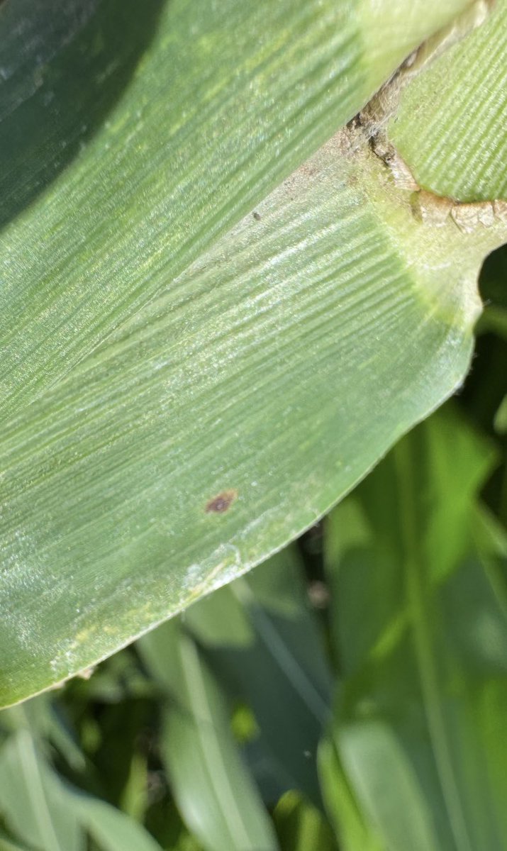 Dyna-Gro Seed, Cornbelt East tweet media