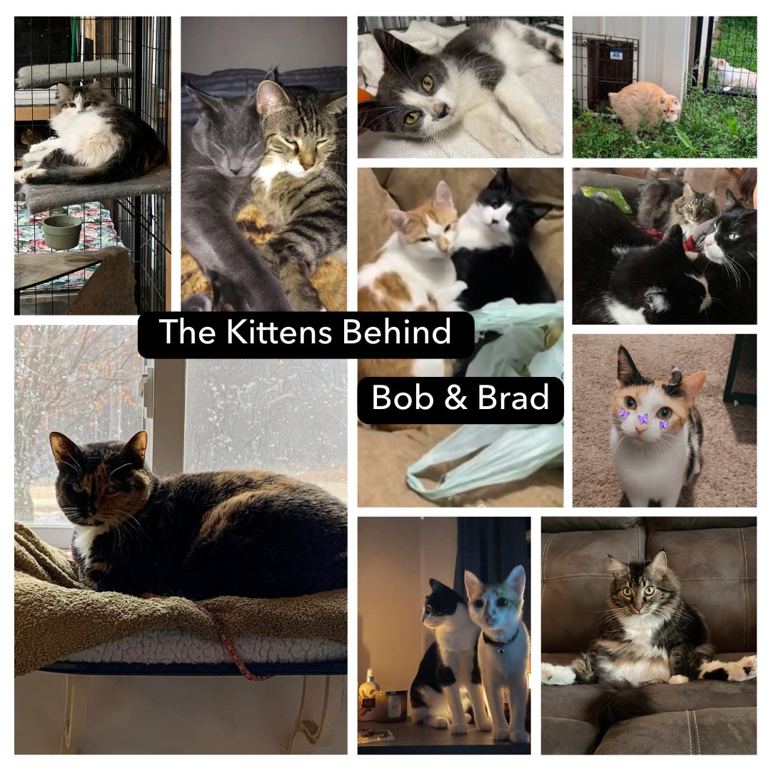 realbobandbrad's tweet image. 🐾 National Kitten Day! 🐱
Kittens remind us to play, stretch, and stay joyful. Take a break—move, smile, and maybe cuddle a furry friend! 😸
What’s your favorite thing about kittens?
#kitten #stretchbreak #NationalKittenDay