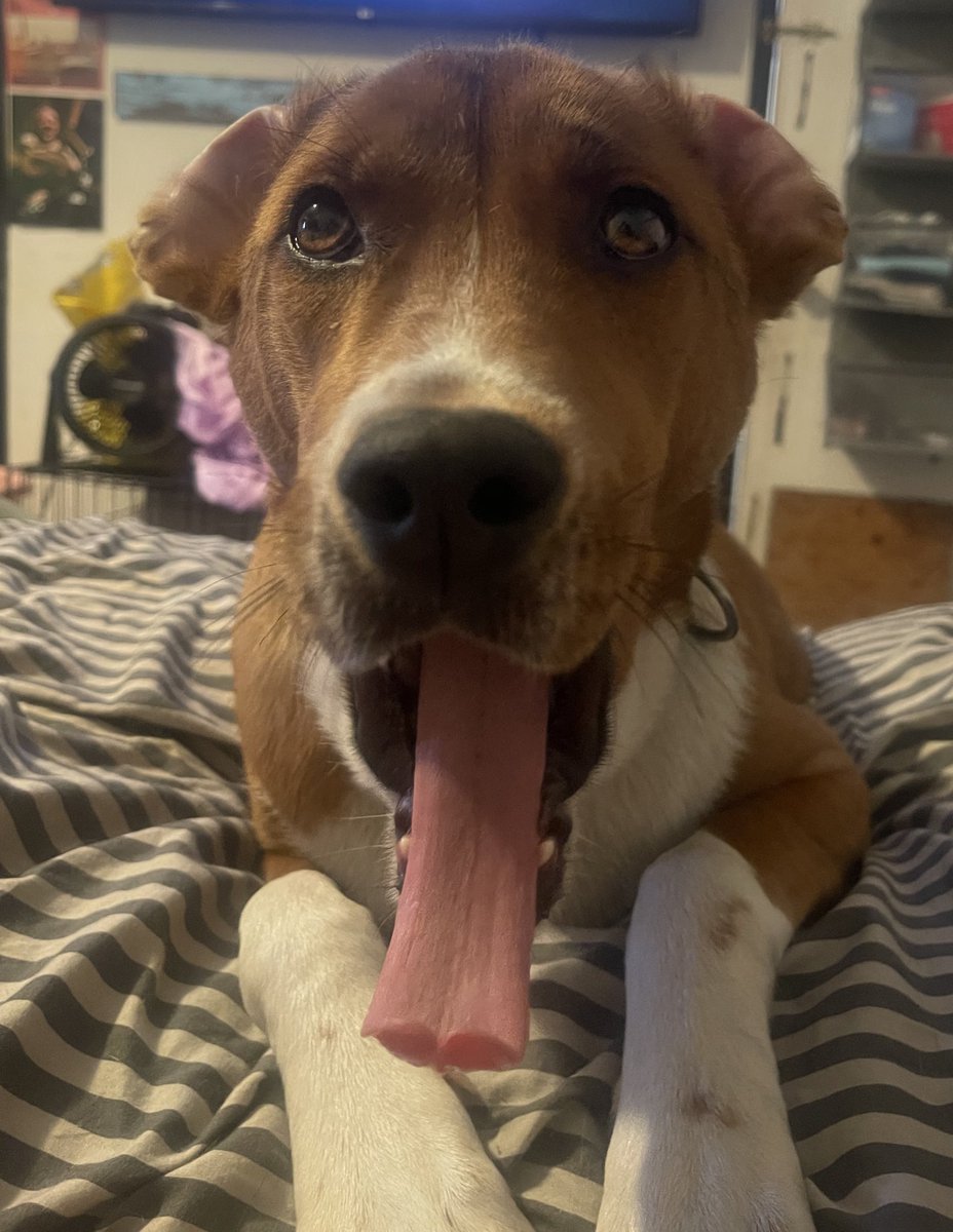 wrenascent's tweet image. Freaky ass dog