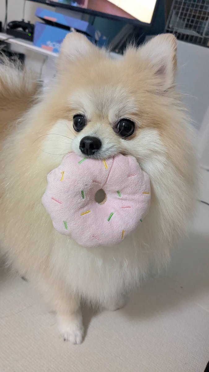 いもうとんちのいぬ🐶
おくちがハムっとしてるのがたまらん
#ポメラニアン