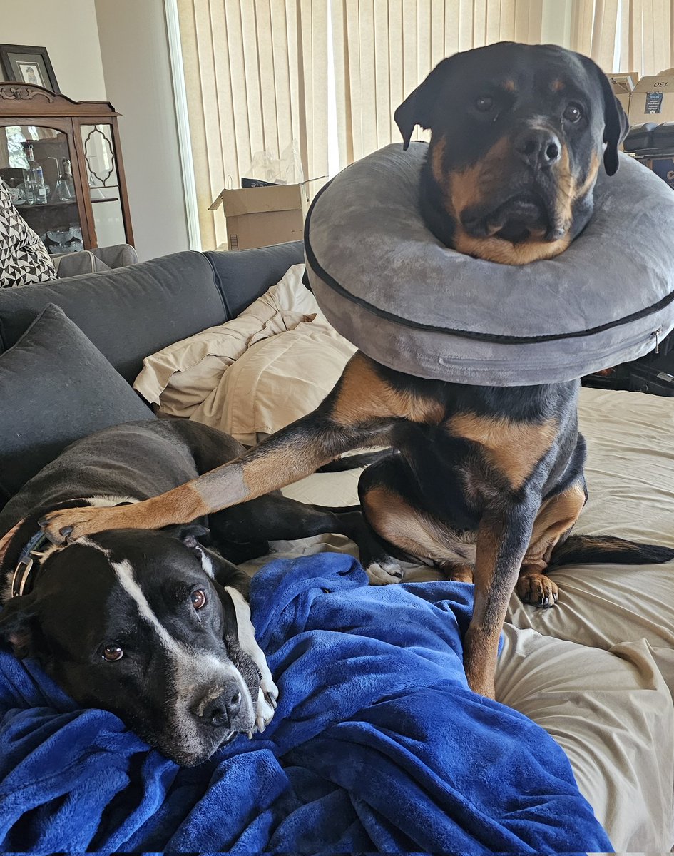 One of us had a 💩 so big it broke the pooper scooper.
Guess who the guilty party was!

(good thing we have a glued back together spare because we swear by the telescopic gogo stik for wheelchair use)