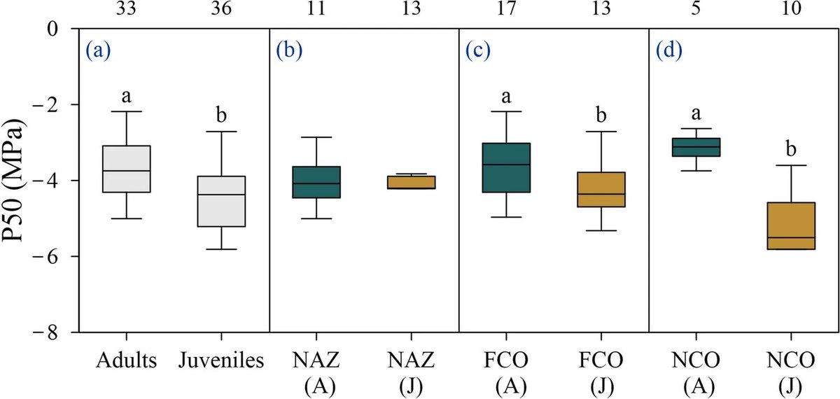 Hydraulic vulnerability (P50) varies by age, climate &amp; soil in SW US ponderosa pines. Juveniles show greater drought tolerance than adults, with latitudinal trends linked to moisture &amp; temp 🌲

doi.org/10.1007/s11676…

#HydraulicFailure #XylemEmbolism #Conifers <a href="/JournalForestry/">Journal of Forestry Research</a>