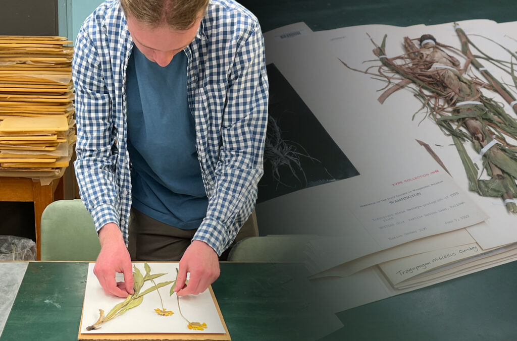 WSU Arts & Sciences (@casatwsu) on Twitter photo Charles and Beverly Heebner make a $1M commitment for the Marion Ownbey Herbarium that holds over 413,000 plant and lichen specimens from around North America and the world. Learn more about the herbarium and this generous educational investment: cas.wsu.edu/2025/06/09/own… <a href="/wsusbs/">WSU School of Biological Sciences</a> Charles and Beverly Heebner make a $1M commitment for the Marion Ownbey Herbarium that holds over 413,000 plant and lichen specimens from around North America and the world. Learn more about the herbarium and this generous educational investment: cas.wsu.edu/2025/06/09/own… <a href="/wsusbs/">WSU School of Biological Sciences</a>
