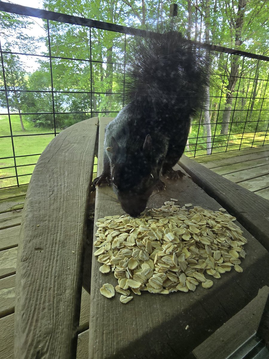 This poor little guy picked up a parisite. Strange times indeed🙄
I could use some extra funds for oatmeal. 
If u like animals as much as me, feel free to hit the tip jar with some Bitcoin. Thanks so much 🙏