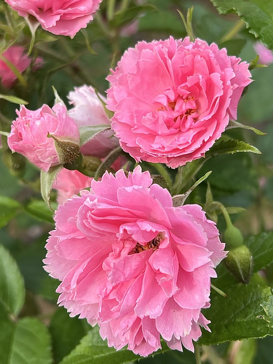 皆さん おはようございます😃"
🥀グルーテンド ルスト