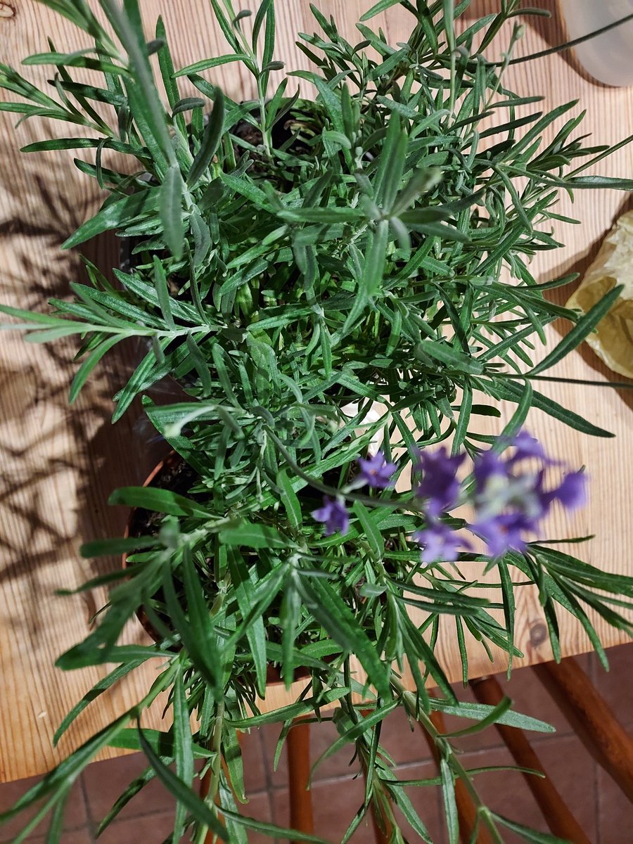 148g today plus a handful of herbs that went straight into the pan. Strawberries (90g), blackcurrants, peas and tomato no 2 (25g). And lavendar plants for teachers end of term gifts...