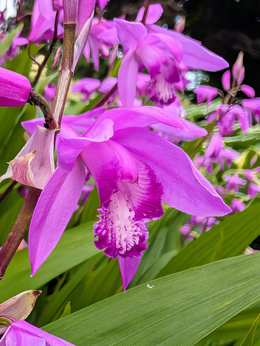 紫蘭ページ d313bd0b4894cabfb5b301f72ea84e