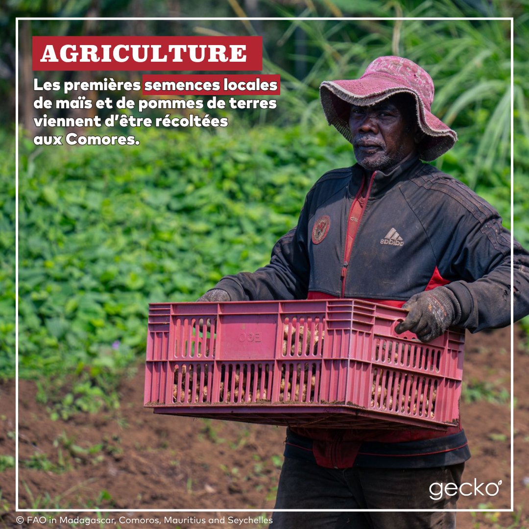 Revue Gecko tweet media