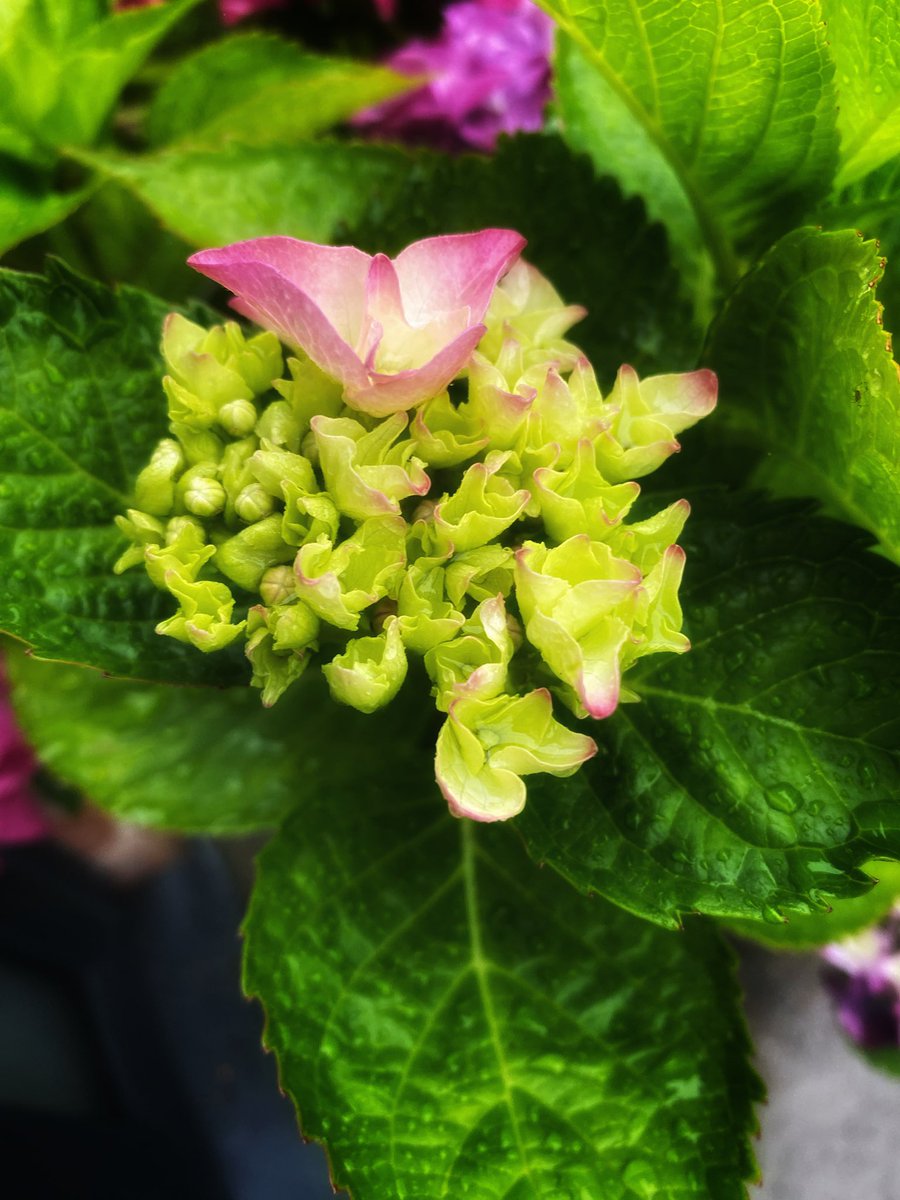 joymarie_h's tweet photo. #Hydrangea #pinkhydrangea https://t.co/ILzHvojE81