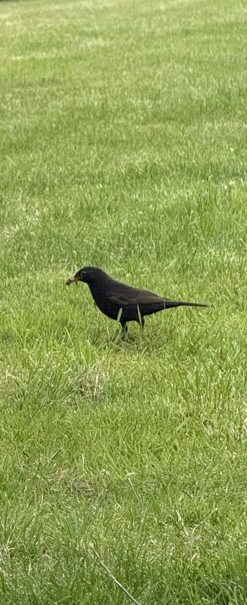 It’s an early morning &amp; late evening ritual … our visitor calls to collect food every day so must be nesting nearby. #wildlife