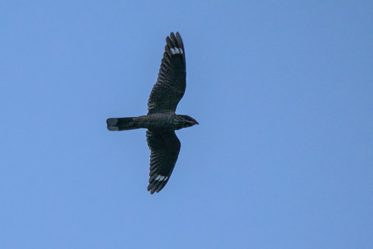 Andy Johnson tweet media