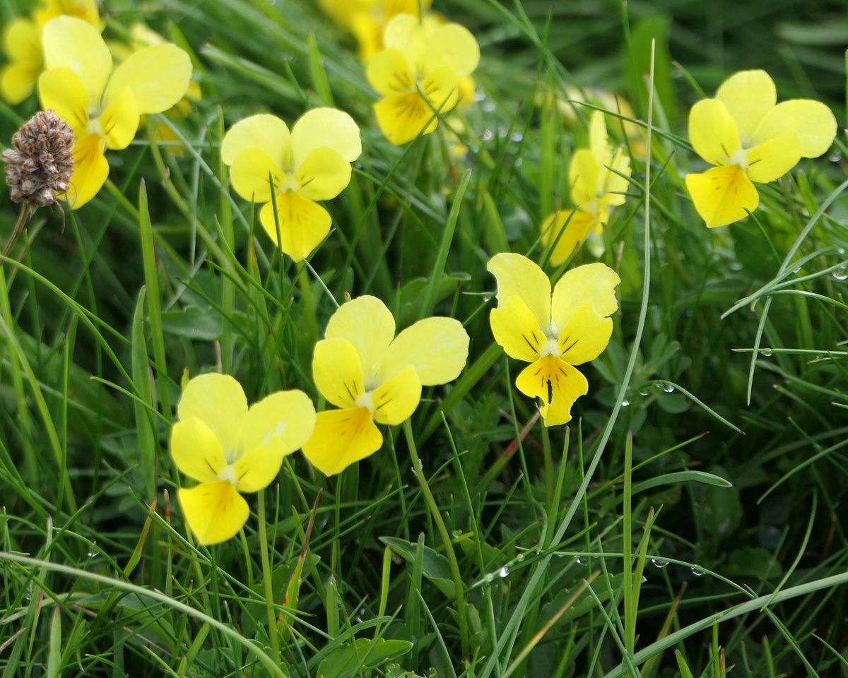 thremnir's tweet photo. Sand Pansy - Viola tricolor ssp. curtisii - at #Seafield this evening:- https://t.co/njb8U98yCm