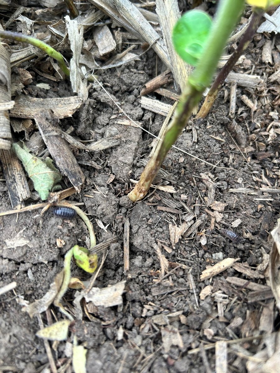 Does anybody have any experience with pill bugs in soybeans?  I know K-state recommends tillage. Any other options?  ⁦<a href="/OrvinBontrager/">Orvin Bontrager</a>⁩