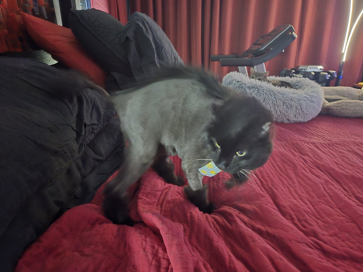 Punk Rock Kitty . MO got his Mohawk.. so hard to get a good picture of it