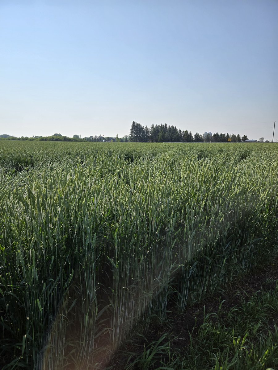 DrBart_Beef's tweet image. Another day spent presenting #AppliedBeefForageResearch #HybridFallrye #Triticale #KWSSeeds #EastCentralAlberta #Graze2025 @agbiousask @BeefResearch @albertabeef @GraemeFinn1