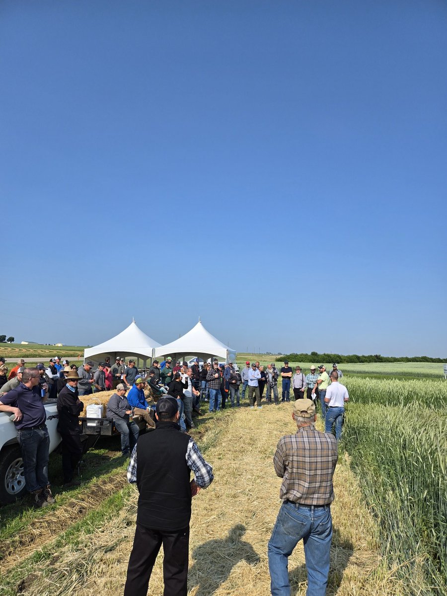 DrBart_Beef's tweet image. Another day spent presenting #AppliedBeefForageResearch #HybridFallrye #Triticale #KWSSeeds #EastCentralAlberta #Graze2025 @agbiousask @BeefResearch @albertabeef @GraemeFinn1