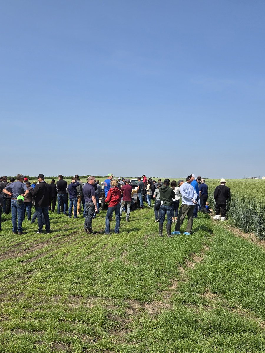 Dr Bart Lardner 🇨🇦 (@drbart_beef) on Twitter photo Another day spent presenting #AppliedBeefForageResearch #HybridFallrye #Triticale #KWSSeeds #EastCentralAlberta #Graze2025 <a href="/agbiousask/">USask AgBio</a> <a href="/BeefResearch/">Beef Cattle Research</a> <a href="/albertabeef/">Alberta Beef</a> <a href="/GraemeFinn1/">Graeme</a> Another day spent presenting #AppliedBeefForageResearch #HybridFallrye #Triticale #KWSSeeds #EastCentralAlberta #Graze2025 <a href="/agbiousask/">USask AgBio</a> <a href="/BeefResearch/">Beef Cattle Research</a> <a href="/albertabeef/">Alberta Beef</a> <a href="/GraemeFinn1/">Graeme</a>