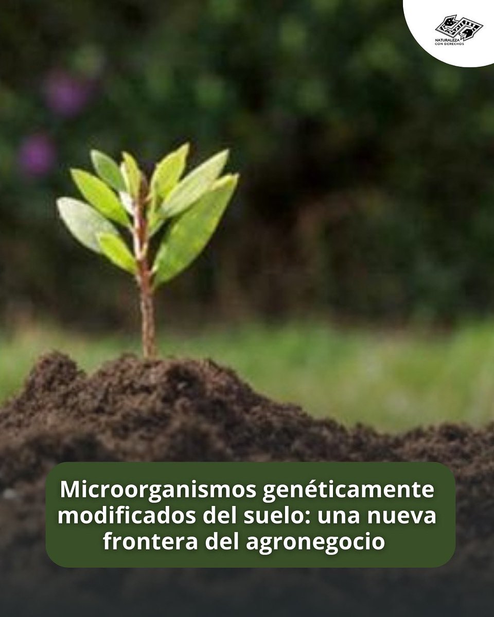 La liberación de microbios genéticamente modificados al medio ambiente plantea nuevas y serias preocupaciones sobre la contención de las secuencias genéticamente modificadas.

Lee más ⬇️
naturalezaconderechos.org/2025/05/22/mic…