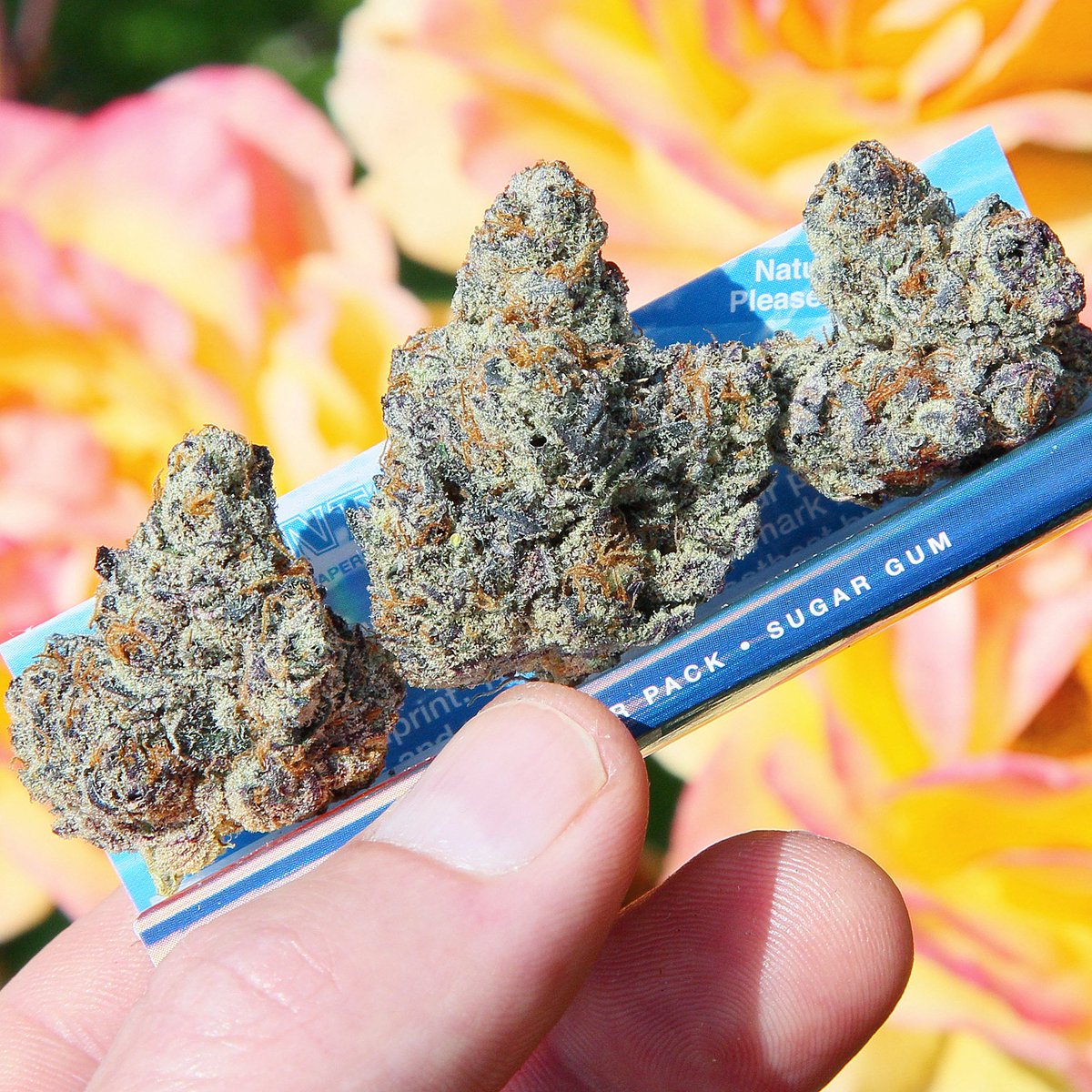 SpIiffWizard's tweet photo. Wizard Fight 🧙‍♂️💫💥
(Unknown Genetics)
📸Photo @SpIiffWizard 
🌳Grow Pintail Gardens

#marijuana #cannabis #cannabislife
#StonerFam #420content #weedsmokers #weed #spliffwizard #weedlife https://t.co/jp3kgkFuBq