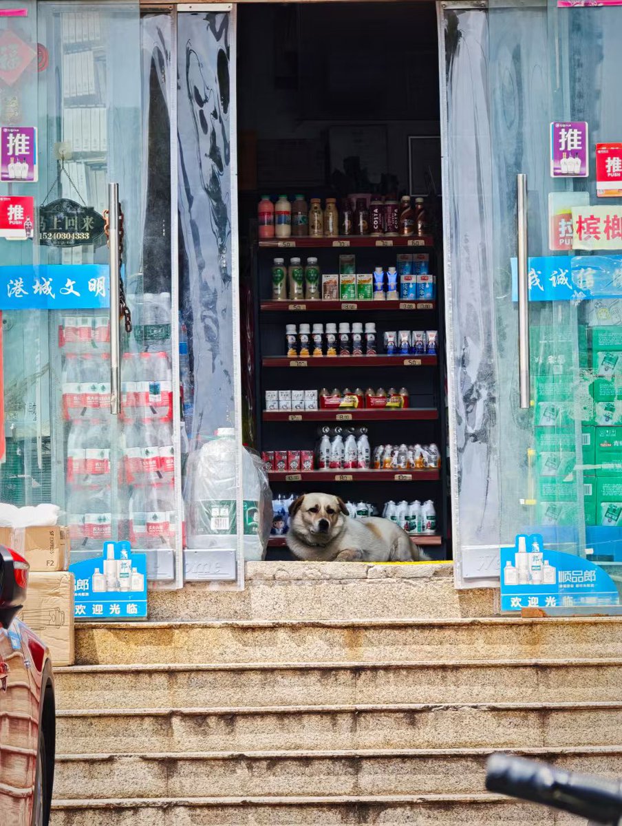 那夜，那海，那狗。