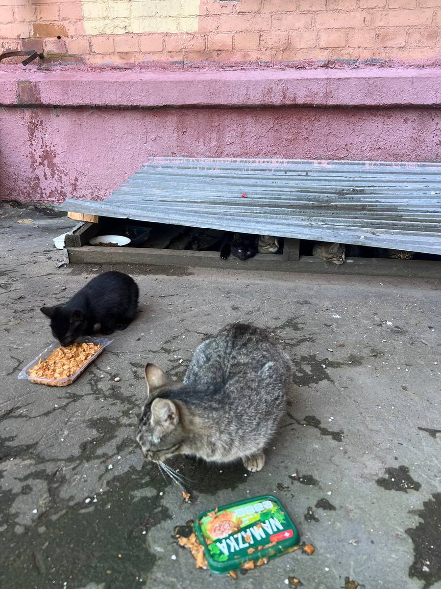 МОСКВА, ЛЮБЛИНО
4 котенка и мама-кошка срочно ищут дом или хотя бы временную передержку
Еще утром их было 5, одного черного котенка убили
Котята совсем маленькие, игривые и любопытные, внешне здоровые
Живут во дворе, прячутся под машинами
Без помощи им не выжить
Жильцы