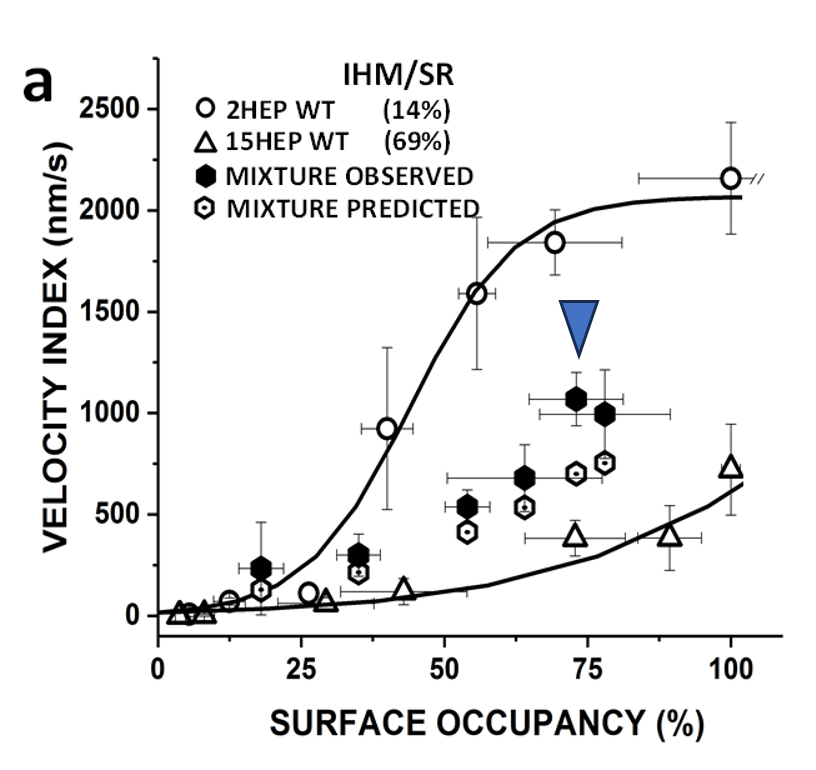 seb_dm's tweet photo. From the Lab 🚨 Half the function, full therapeutic benefit?

A few months ago, I was given a presentation about cardiac molecular motors. (full study here: https://t.co/YElEtxU8l2, a collaborative effort between the Warshaw Lab, Yengo Lab and Sivaramakrishnan Lab)

Right after the presentation, I received a question along the lines:

You have a heart with a  heterozygous pathogenic mutation (let's assume 50/50 but allelic  expression imbalance is a thing) that incapacitates the molecular motors  responsible for the heart contraction, what fraction of the total  number of broken motors do one really need to rescue in order to make  things normal again? Is it 100% of them, or the more hopeful scenario,  maybe just rescue of say 10% of the motors gets you closer to a happier  heart?

The highlighted data point in  the figure (blue arrow), represents a condition where 100 nM of a human  cardiac myosin construct - attached to an artificial surface - with ~80%  of motors out of play was mixed with 25 nM of a myosin construct that  had effectively no motors out of play, produced a 2X increase in  mechanical outcome (gliding of actin filaments). Thus, it might be  possible to offer the educated guess of 1/2 of the total number of  broken motors as an answer!  I will be  the first one to admit that this result comes from a reductionist  experiment that does not fully recapitulates what happens inside our  beating hearts, but it does allow the scientific community to ask more  questions,  improve mechanistic interpretations, and design further  experiments, with the ultimate goal of improving the treatment of heart  disease!