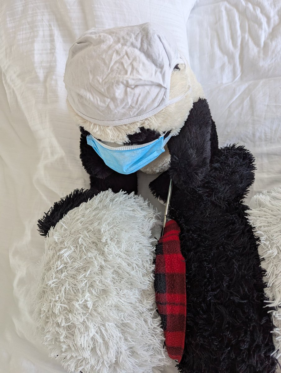 Mummy_Punda's tweet photo. Dr OB bear surgeon performed a re-stuffing operation on Giant Panda GP 🩻🩺🩹 The patient is doing well in  recovery. https://t.co/JzUImAO3N2