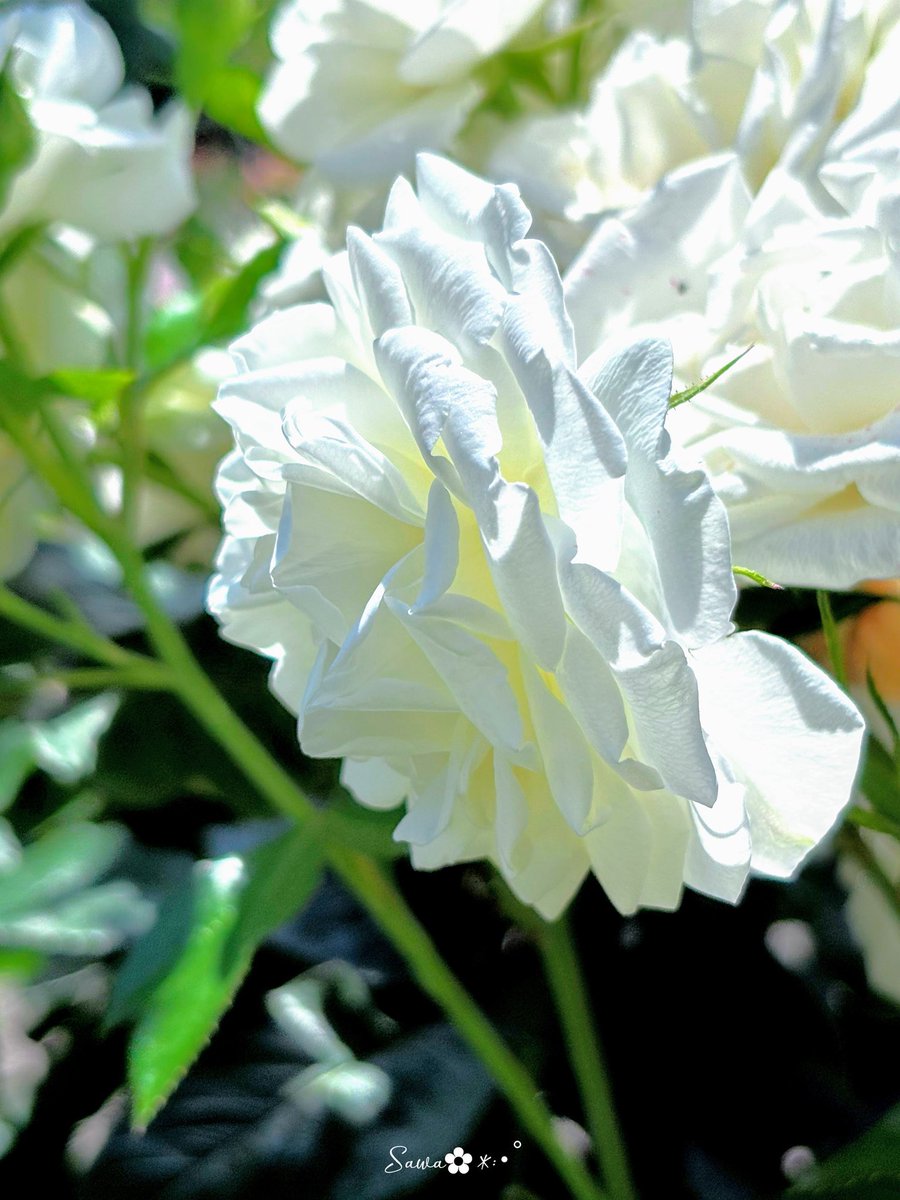 花❁ adidas ZX 8000 “Hanami” Pack Celebrates Japan and Germany's