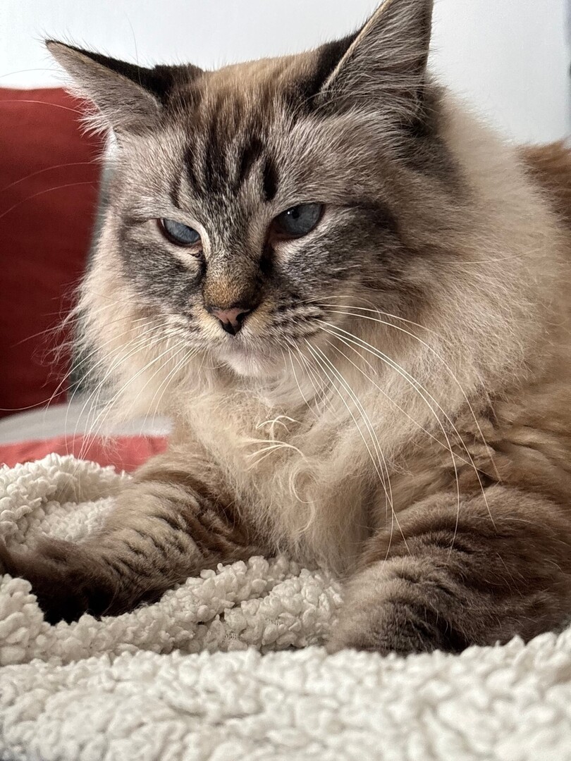 VigiPets.fr (@vigipets) on Twitter photo 🟠 🐱 Chat perdu le 21/06/2025 à Vaas (72500).
Race : Sacré de Birmanie / Âge : 9 an(s)
Laska / Femelle / Identifié(e) : Oui
☎️ 0628274346
📧 helenemaleval@gmail.com
#VigiPets #chatperdu #chattrouve #chat #perdu #trouve 🟠 🐱 Chat perdu le 21/06/2025 à Vaas (72500).
Race : Sacré de Birmanie / Âge : 9 an(s)
Laska / Femelle / Identifié(e) : Oui
☎️ 0628274346
📧 helenemaleval@gmail.com
#VigiPets #chatperdu #chattrouve #chat #perdu #trouve