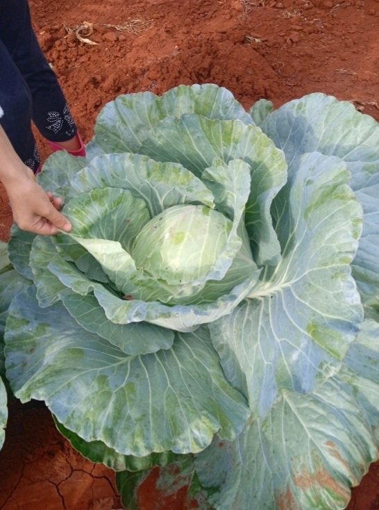 Cultivo de la Col
Productor: Yosmeiquel Rodríguez Arrojo, CCS Cuba Socialista, Quivicán Mayabeque
Bioproductos aplicados: Lebame e Icibiop GLU (no se realizaron aplicaciones de productos químicos)
Resultados: Incremento de los rendimientos y no se observó incidencia plagas como..