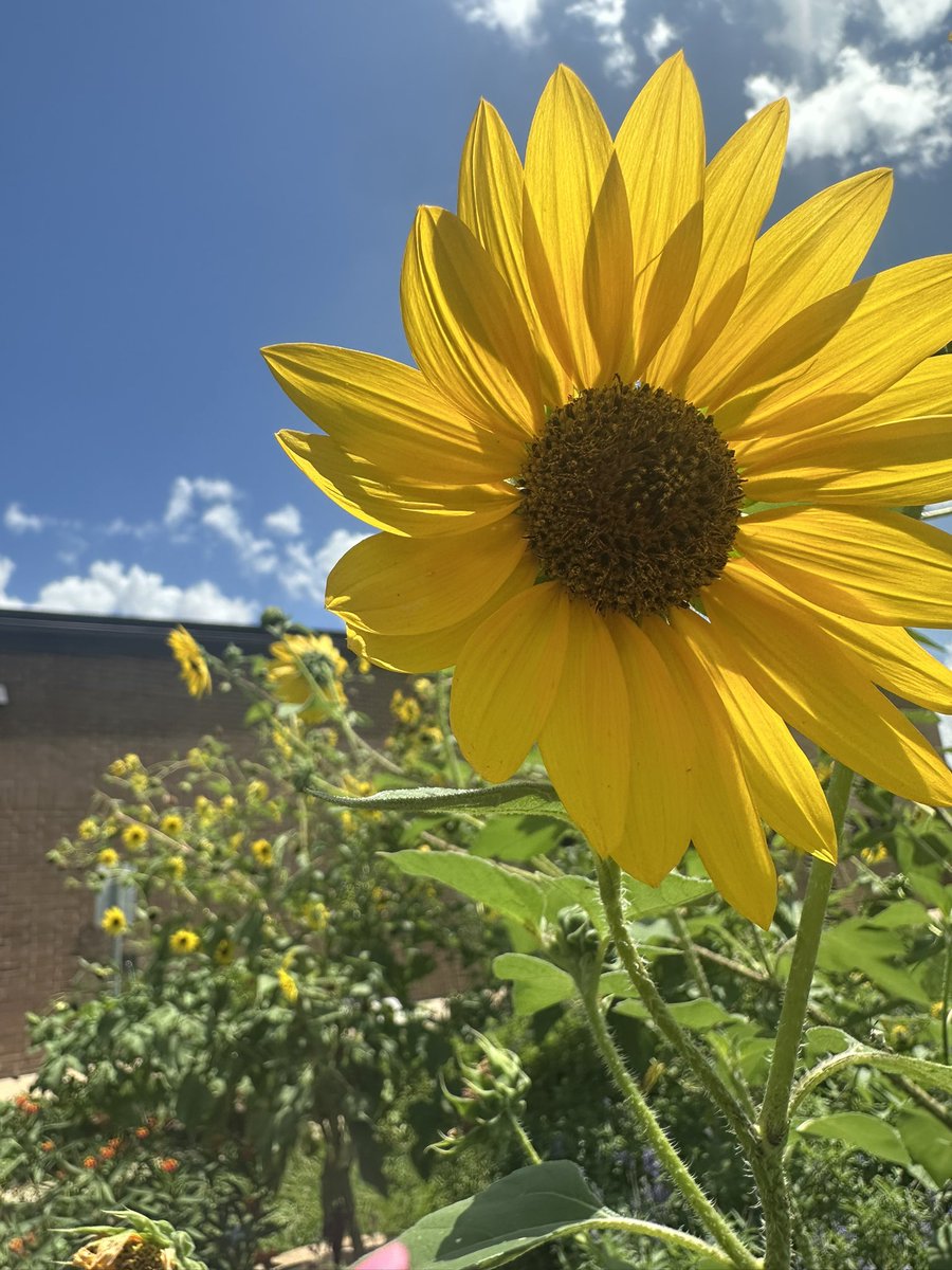 I loved meeting with <a href="/tracywhitaker96/">Tracy Whitaker</a>  at <a href="/fraziergators/">Frazier Elementary</a> yesterday to see all the wonderful ways they are utilizing their school garden during summer school!🌻💚🍅🥒 #summerschool #outdoorlearning #gardenclassroom #schoolgarden <a href="/CyFairISD/">Cypress-Fairbanks ISD</a> <a href="/PowerUpCafe/">Cy-Fair Nutrition</a>