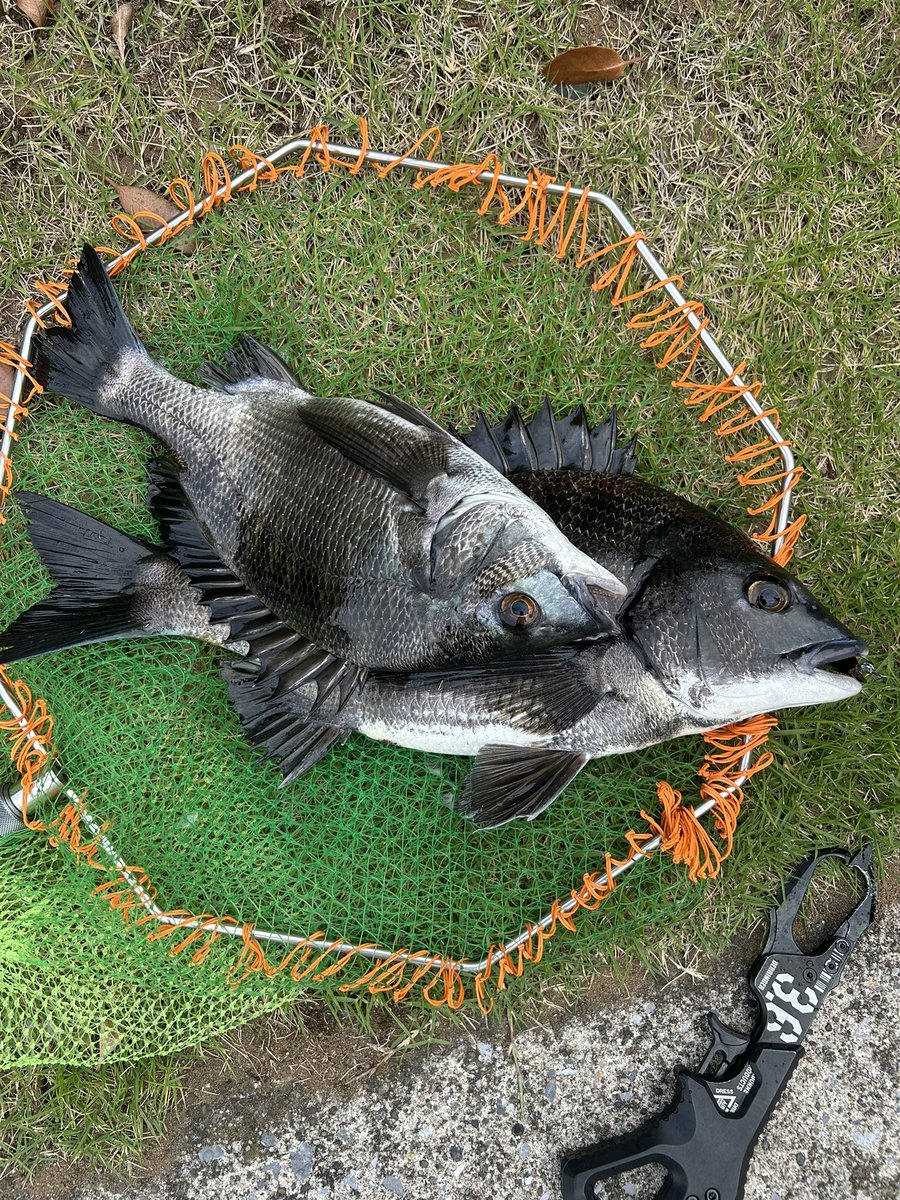 昨日は餌の付きがいい港湾部
竿交換してやったり自作擬似グリーンや特大フジツボでやったり何してもよく当たる🎯
よく2人でこういう緩くて楽しい釣りしてたよねーと懐かしい思い出に浸っておりました😌😌😌