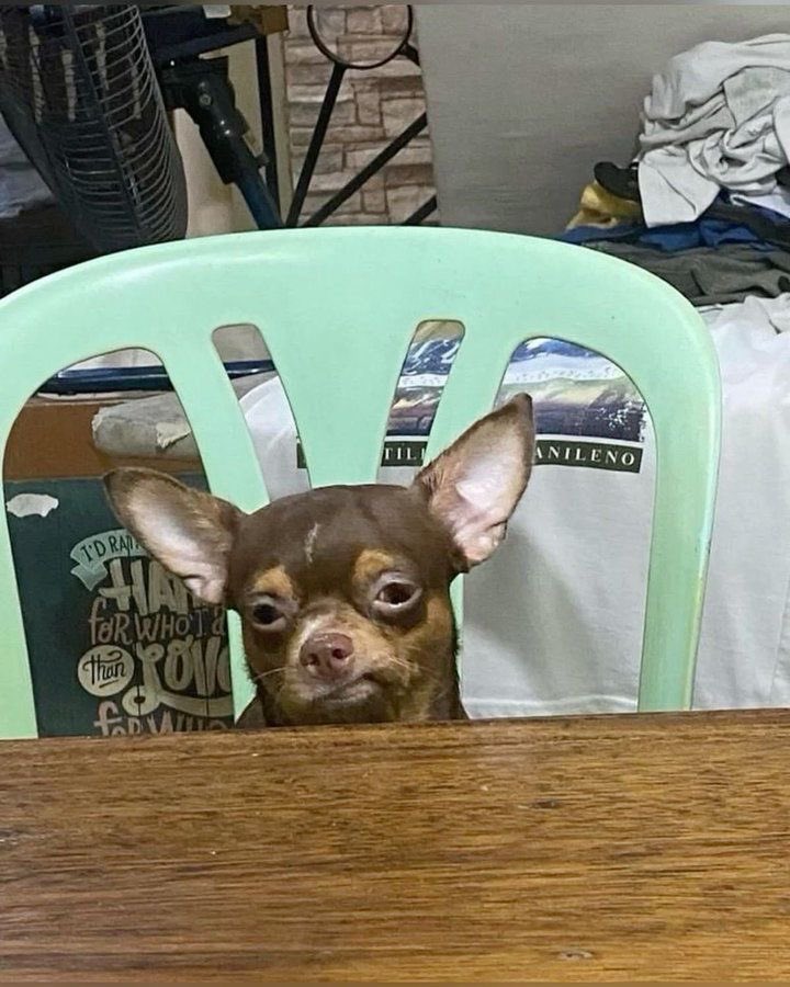 twaniimals's tweet photo. https://t.co/3X56RwJ2Q2