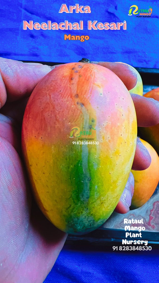 RataulMango's tweet image. Arka Neelachal Kesari Mango 
🥭🥭🥭🥭🥭🥭🥭🥭🥭🥭

Developed by CHES, Bhubaneswar as a clonal selection of Gulabkhas,

#rataulmangoplantnursery  #ArkaNeelachalMango 
#mangovarieties  #mangoplant  #Trending  #ViralVideos #x
