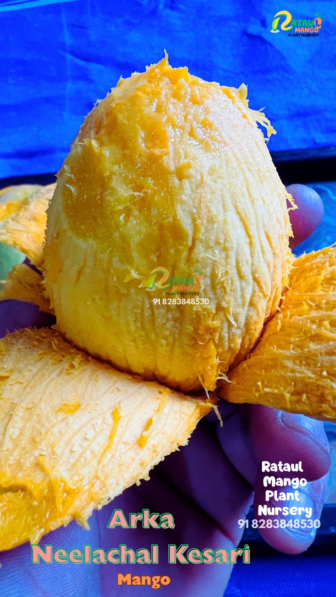 RataulMango's tweet image. Arka Neelachal Kesari Mango 
🥭🥭🥭🥭🥭🥭🥭🥭🥭🥭

Developed by CHES, Bhubaneswar as a clonal selection of Gulabkhas,

#rataulmangoplantnursery  #ArkaNeelachalMango 
#mangovarieties  #mangoplant  #Trending  #ViralVideos #x