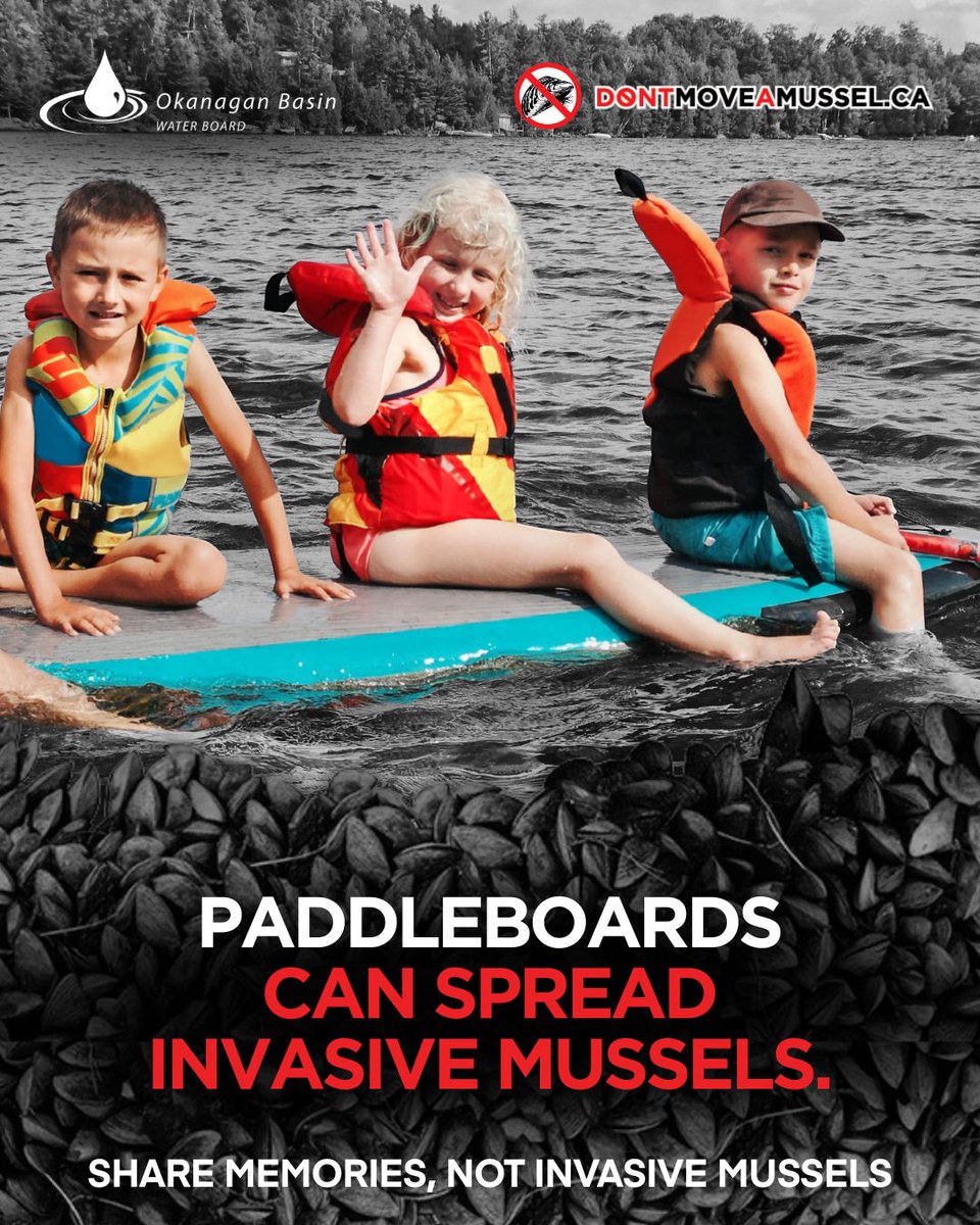 Clean. Drain. Dry. isn't just for boats. 👉 Paddleboards can spread invasive mussels, and so can your life jackets, fishing gear, and other water equipment.

🛑 Learn how to stop invasive species from spreading from your gear 🫵 - DontMoveAMussel.ca/Prevention

#DontMoveAMussel