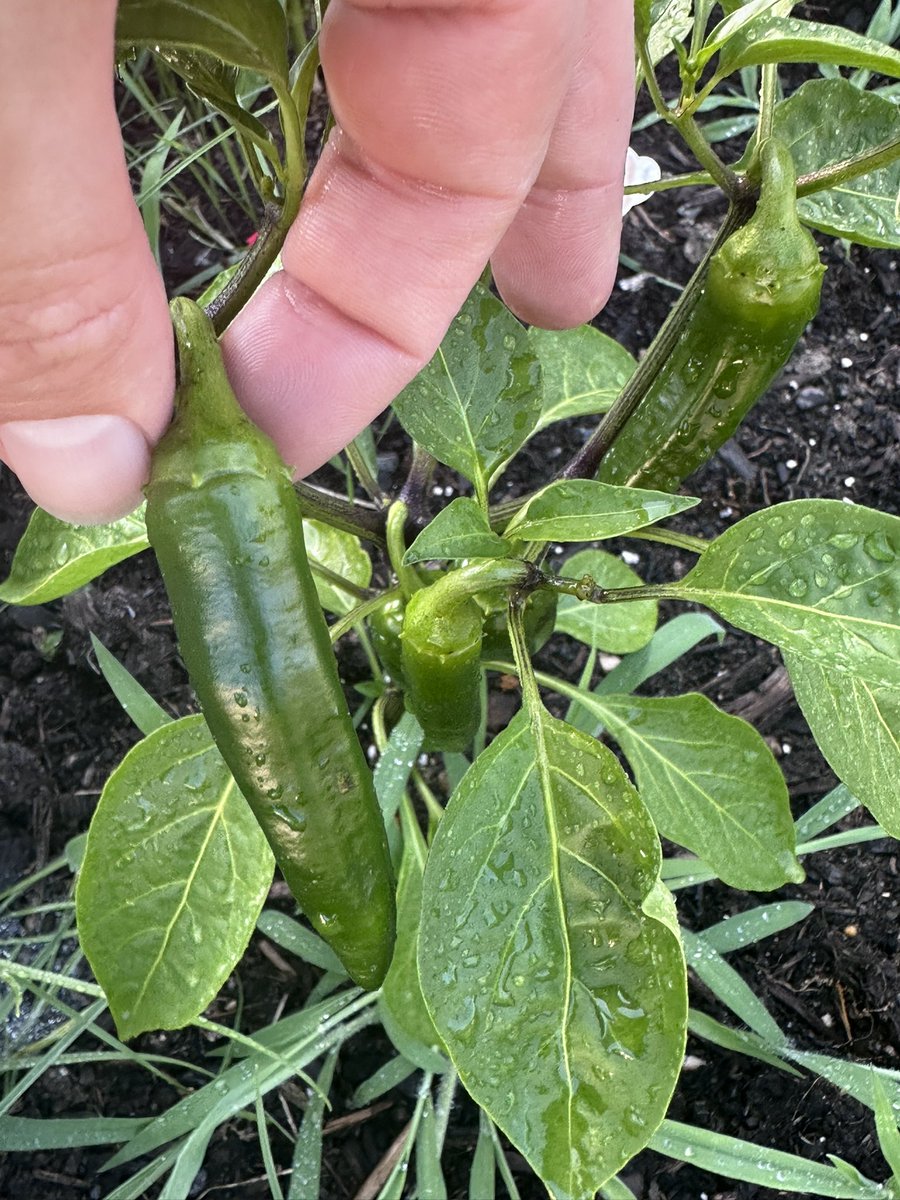 Garden updates!!!😤😤😤😤