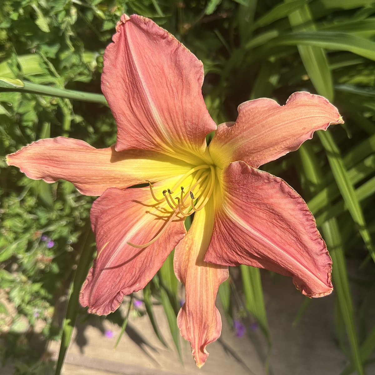 The gorgeous Hemerocallis ‘Webster’s Pink Wonder’ 🩷from the fantastic @pollies_daylilies 🌸#Flowers #Gardening #FlowerHunting