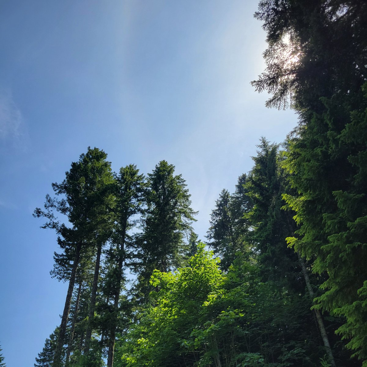 Ugh it's so green here I wish the government would sell this dump to Blackrock so there could be a nice AirBnB instead