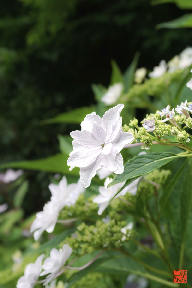 m2_yumiko's tweet photo. 白い紫陽花さん♪
#紫陽花 #白い紫陽花 #whitehydrangea #hydrangea https://t.co/tSSCuZf0O1
