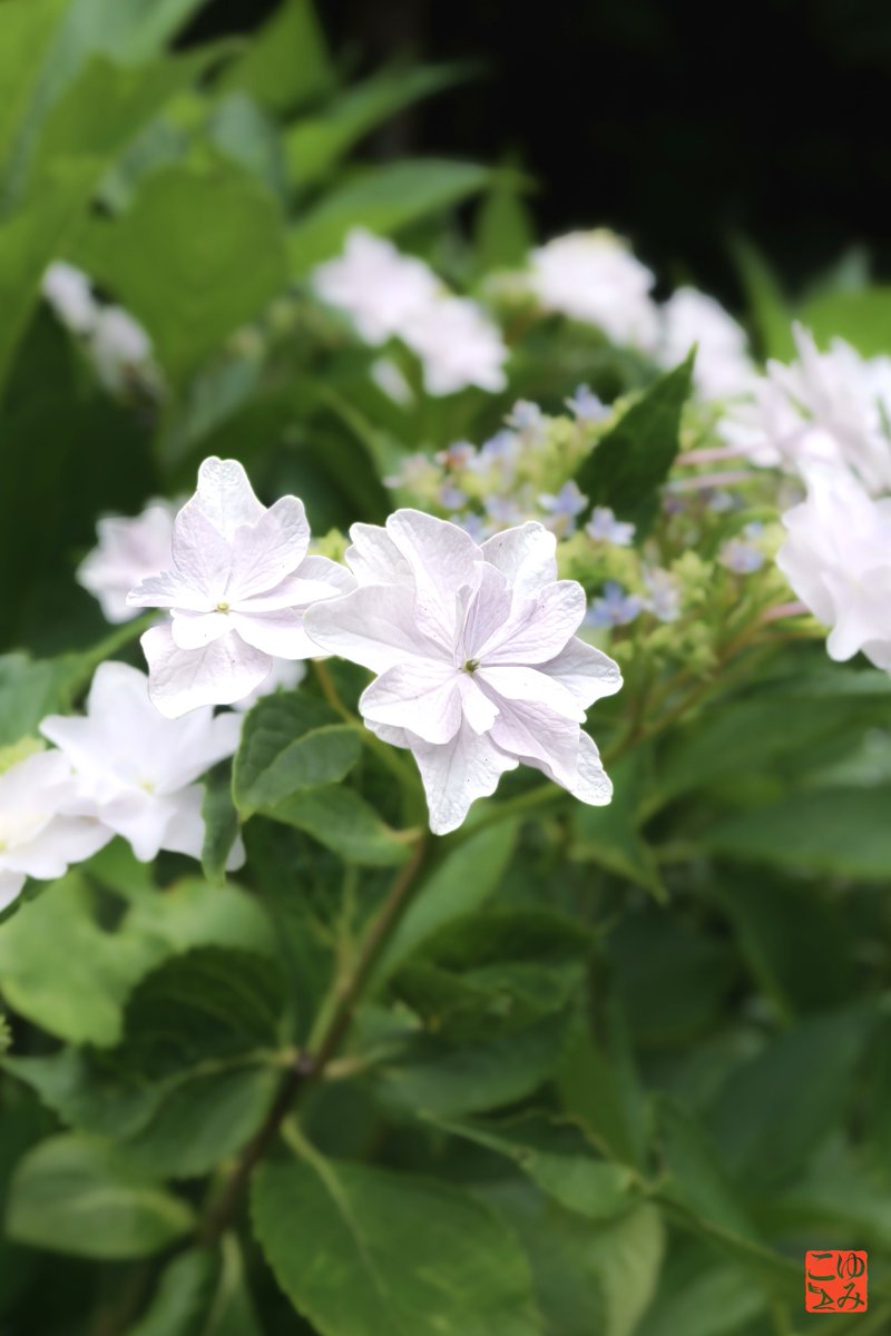 m2_yumiko's tweet photo. 白い紫陽花さん♪
#紫陽花 #白い紫陽花 #whitehydrangea #hydrangea https://t.co/tSSCuZf0O1