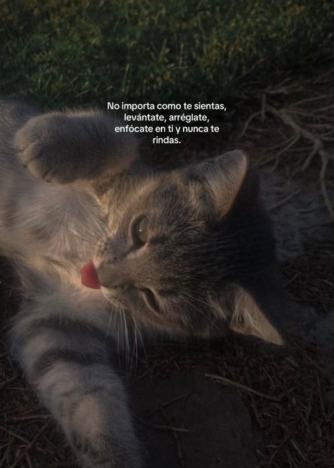 ternuras (@i_misha_i) on Twitter photo 